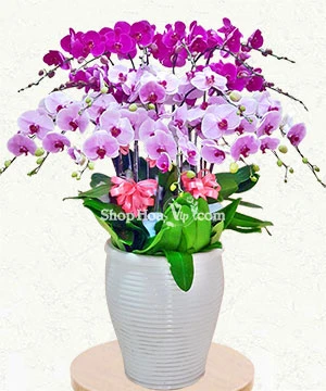 hoa lan ho diep tim 22 canh