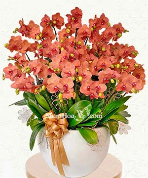 gia chau lan ho diep 25 canh