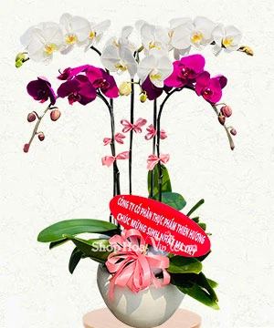 chau lan ho diep 5 canh