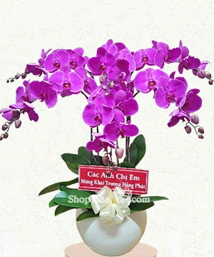 hoa lan ho diep tim 6 canh