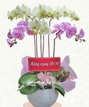 chau lan ho diep 6 canh