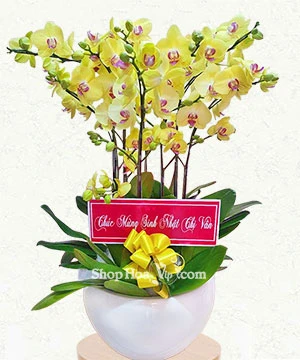 hoa lan ho diep vang 8 canh