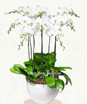 chau lan ho diep trang 8 canh