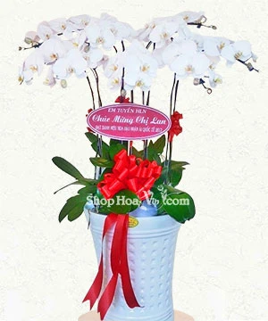 hoa lan ho diep trang 9 canh