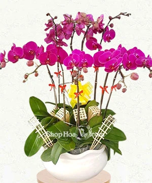 hoa lan ho diep tim 9 canh