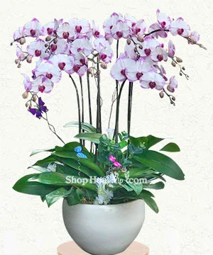 lan ho diep tim 9 canh