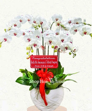 hoa lan ho diep trang 9 canh