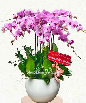 lan ho diep tim hong 10 canh