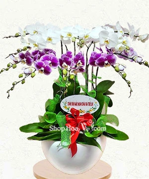 chau lan ho diep 10 canh