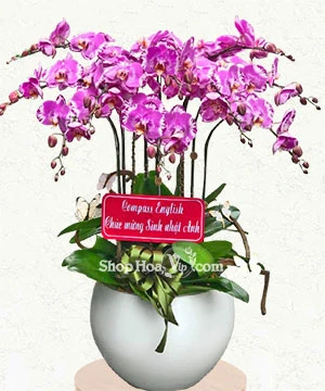 lan ho diep tim hong 10 canh