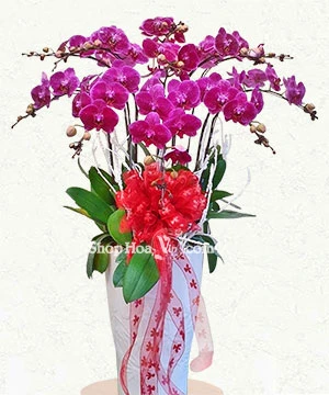 hoa lan ho diep tim 11 canh