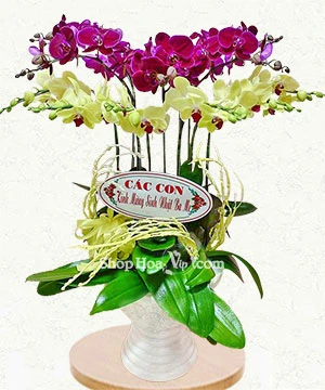 lan ho diep tim vang 12 canh