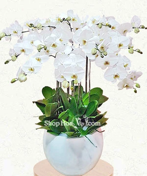 hoa lan ho diep trang 12 canh