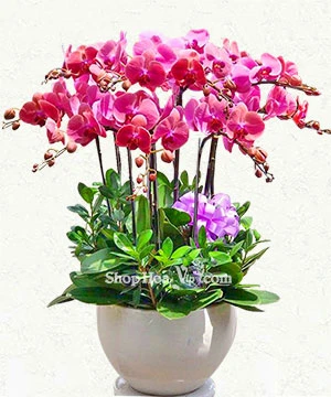 hoa lan ho diep tim 12 canh