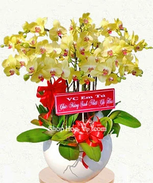 hoa lan ho diep vang 12 canh