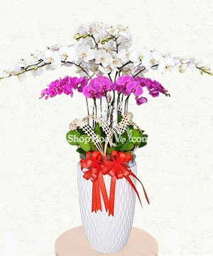 lan ho diep trang tim 14 canh