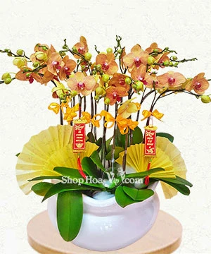 hoa lan ho diep vang 15 canh