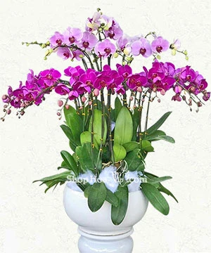 hoa lan ho diep tim 15 canh