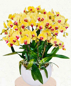 hoa lan ho diep vang 16 canh