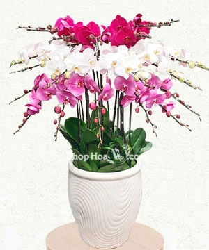 hoa lan ho diep 18 canh