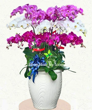 lan ho diep trang tim 18 canh