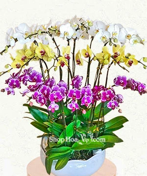 lan ho diep trang tim vang 19 canh