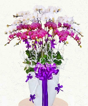 lan ho diep trang tim 20 canh