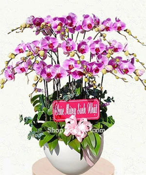 hoa lan ho diep tim 21 canh