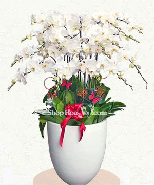 hoa lan ho diep trang 24 canh