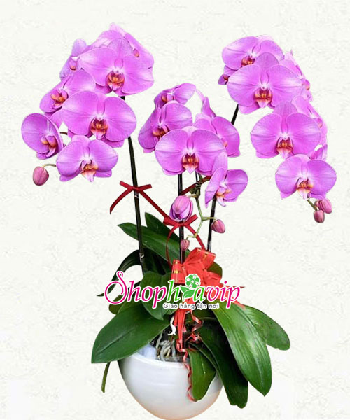 hoa lan ho diep tim 3 canh