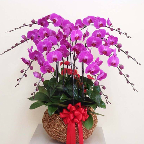 chau lan ho diep 9 canh lhd212