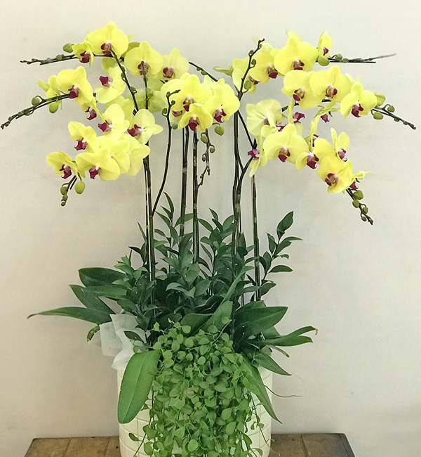 chau lan ho diep vang lhd516